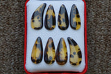 Premium Guzheng finger Picks (2 sets) -- 高級古箏指甲（兩套）